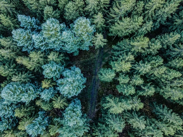 a forest filled with lots of green trees, by Dietmar Damerau, unsplash contest winner, land art, camera looking down upon, ((trees))