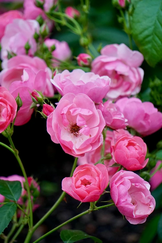 a close up of a bunch of pink flowers, sitting in the rose garden, rubens, carefully crafted, award - winning