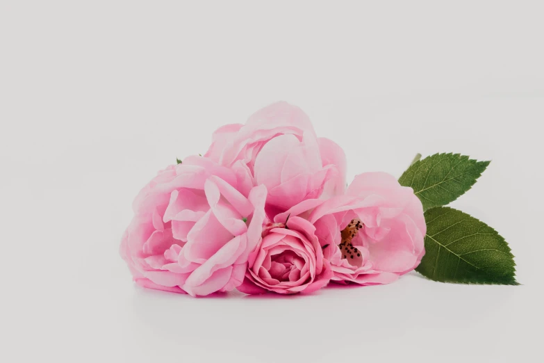 a bunch of pink flowers sitting on top of a white surface, detailed product image, medium head to shoulder shot, full product shot, lit from the side