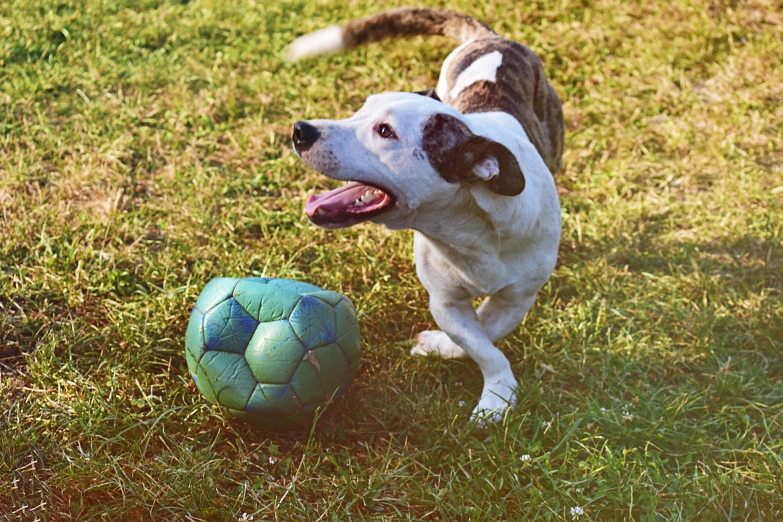 a dog playing with a ball in the grass, square, thumbnail, multicoloured, small