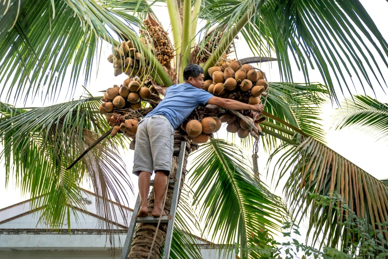 a man climbing a ladder up to a coconut tree, by Meredith Dillman, pexels, 1 6 x 1 6, fruit, mechanised, thumbnail