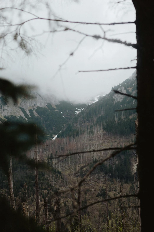 a forest filled with lots of trees next to a mountain, very poor quality of photography, ) ominous vibes, icy mountains, hiking in rocky mountain