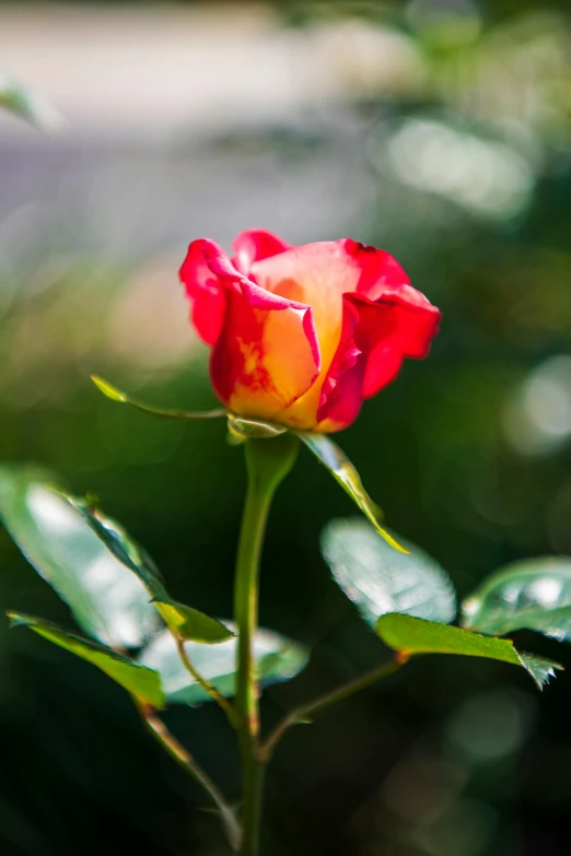 a single red rose blooming in a garden, by Reuben Tam, unsplash, red and yellow, shallow depth or field, paul barson, pink