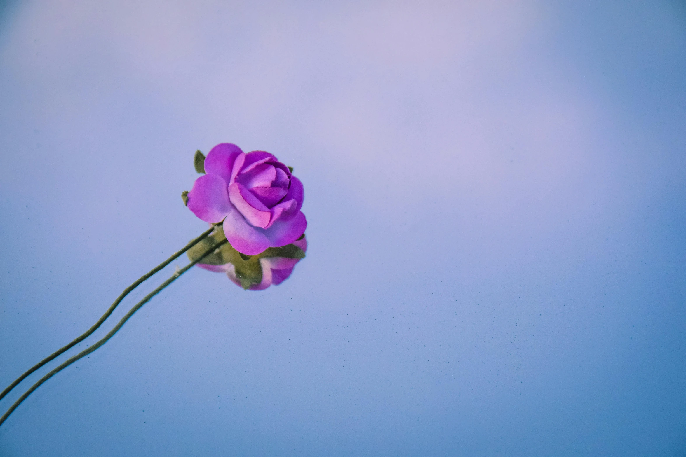 a single purple rose against a blue sky, by Jan Rustem, unsplash, minimalism, water reflection, floating bouquets, pink zen style, miniature cosmos