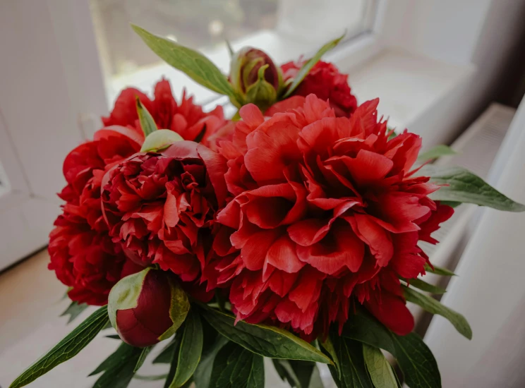 a vase filled with red flowers sitting on a window sill, peonies, payne's grey and venetian red, zoomed in, vibrantly lush