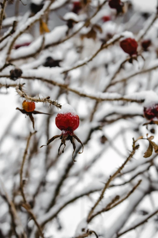a bunch of red berries sitting on top of a tree covered in snow, photo of a rose, dead fruits, photograph credit: ap, today\'s featured photograph 4k