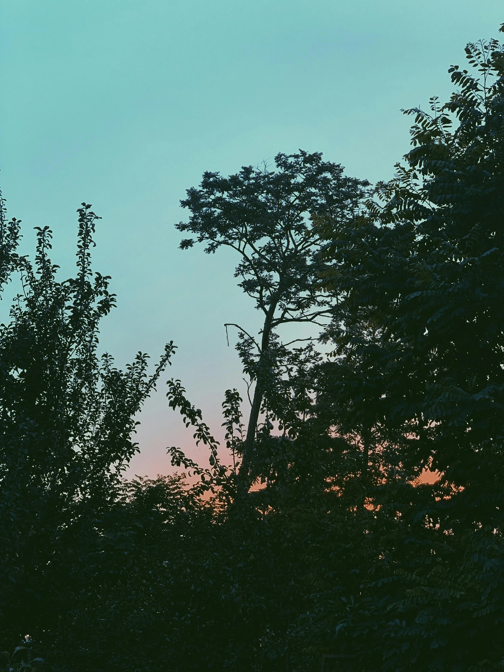 a couple of trees that are next to each other, an album cover, inspired by Elsa Bleda, aestheticism, summer evening, instagram picture, evening sky, low quality photo