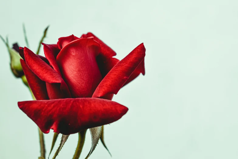 a close up of a red rose on a stem, trending on pexels, on a pale background, profile image, various posed