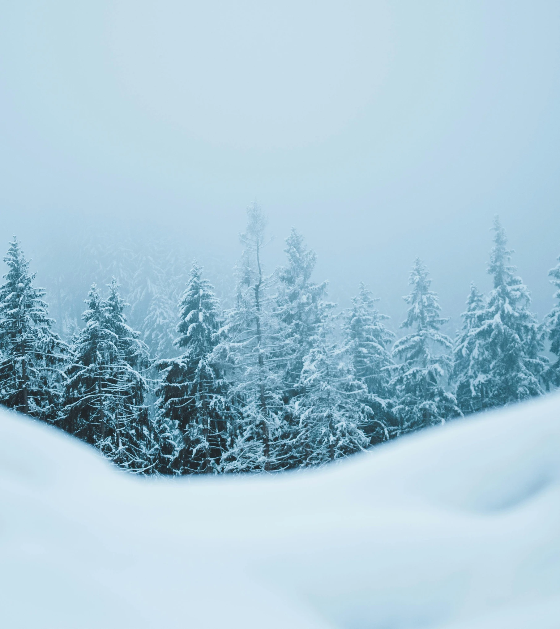 a snow covered forest filled with lots of trees, by Matthias Weischer, pexels contest winner, romanticism, snowstorm ::5, snowy fjord, cozy wallpaper, blue