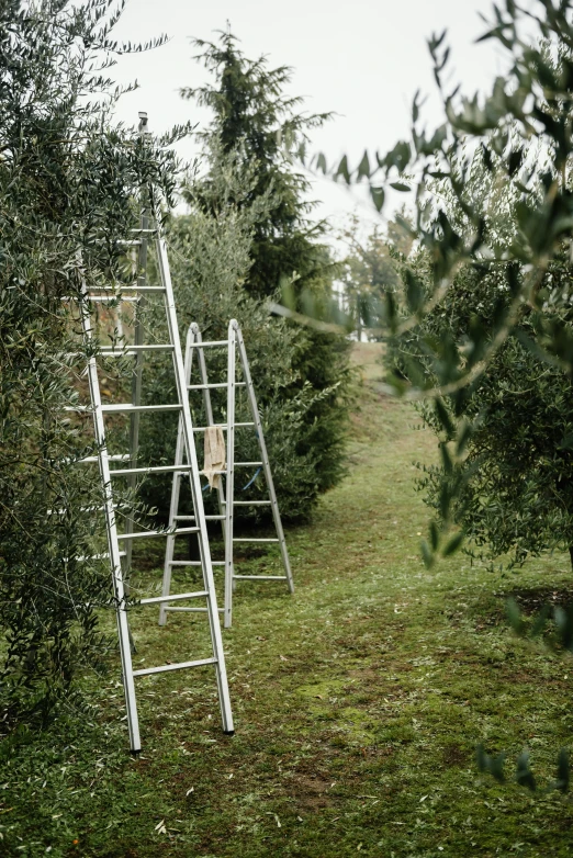 a ladder that is sitting in the grass, by Giorgio De Vincenzi, olive trees, studio ghibili, during autumn, square lines