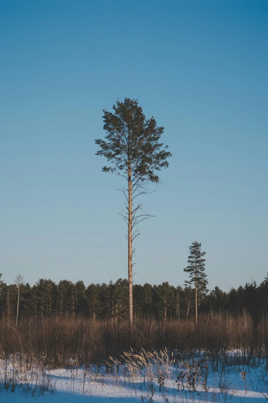 a lone tree in the middle of a snowy field, by Jacob Kainen, unsplash, postminimalism, sparse pine forest, summer evening, blue and clear sky, a creature 5 meters tall