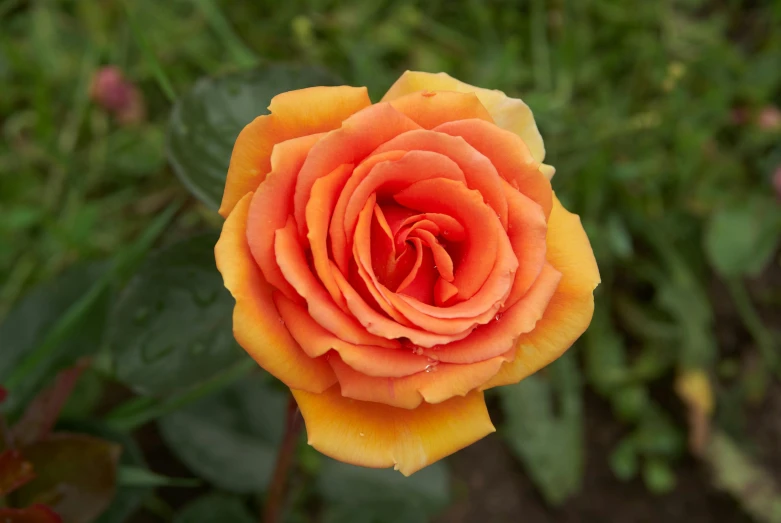 a single orange rose blooming in a garden, pexels contest winner, fan favorite, yellow aureole, close up front view, mint