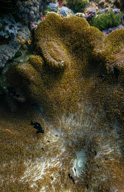 a close up of a sea anemone on a reef, a picture, pexels, visual art, bird's eye overhead shot, crowded, high quality photo, panels