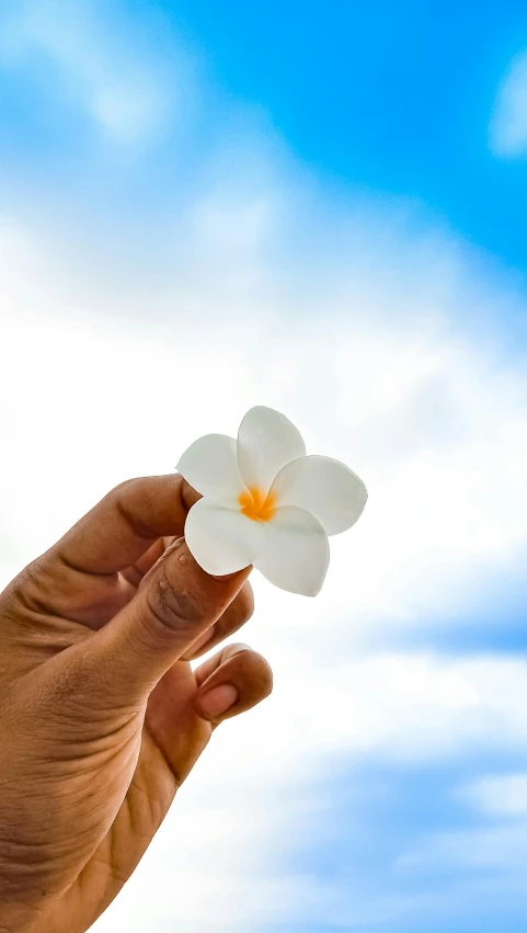 a person holding a white flower in their hand, unsplash, hurufiyya, island floating in the sky, indonesia, today\'s featured photograph 4k, multiple stories