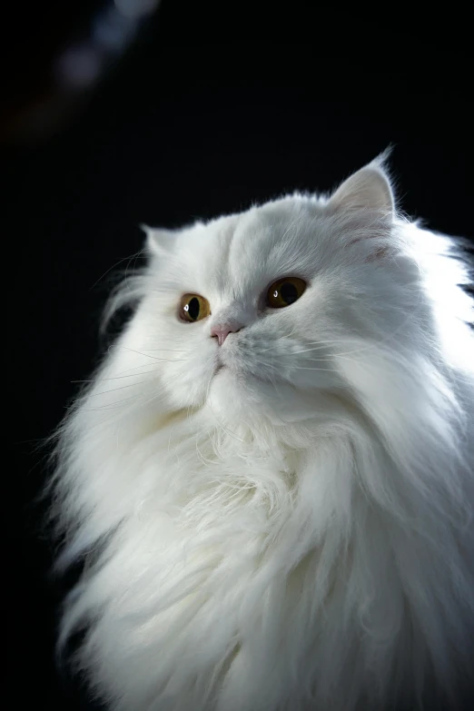 a white cat sitting on top of a table, in front of a black background, with white fluffy fur, looking regal and classic, white lashes