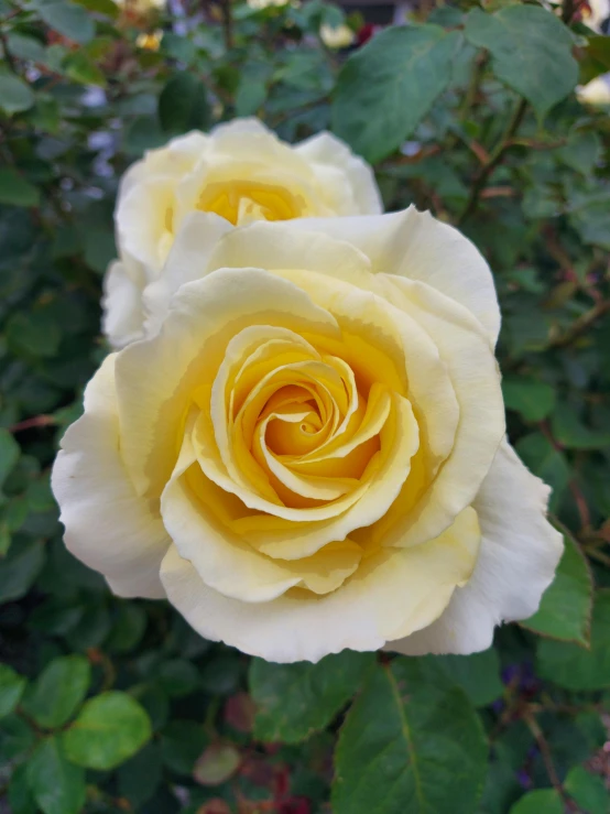 a close up of a yellow rose in a garden, white and yellow scheme, pictured from the shoulders up, pastel roses, slightly smiling