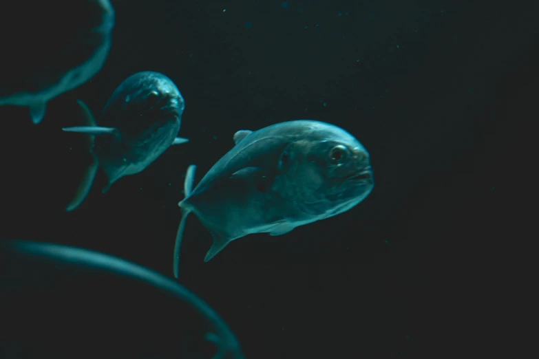 a group of fish swimming next to each other, by Elsa Bleda, unsplash, surrealism, dimly lit, 4 k cinematic still, grey, curious expression