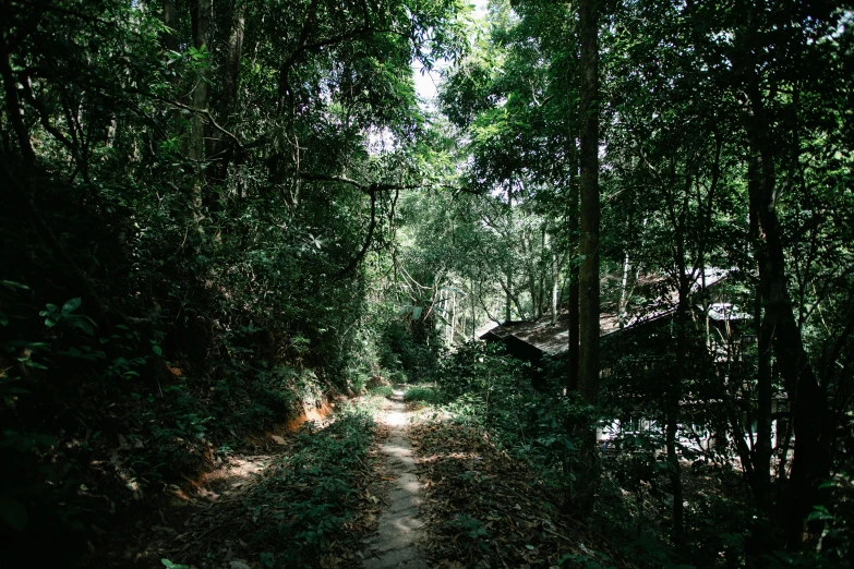 a dirt path in the middle of a forest, unsplash, sumatraism, shady alleys, fan favorite, film photo, house in forest