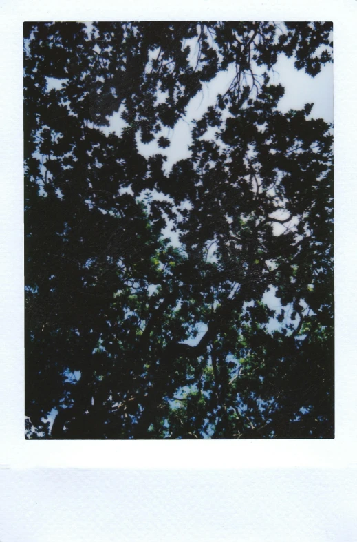 a polaroid picture of trees against a blue sky, inspired by Ren Hang, ((forest))