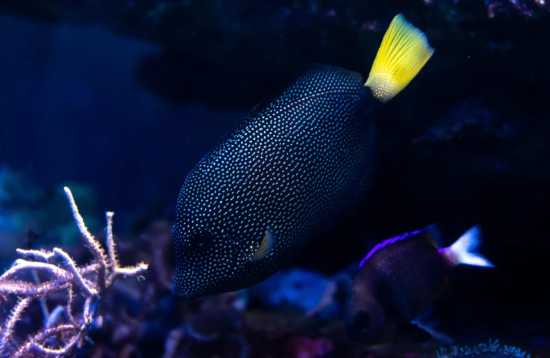 a fish that is swimming in some water, underwater in the ocean at night, corals, shot on sony a 7 iii, beautiful black blue yellow