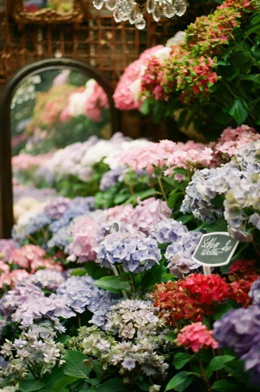 a woman standing in front of a display of flowers, hydrangea, full of mirrors, up close, blushing