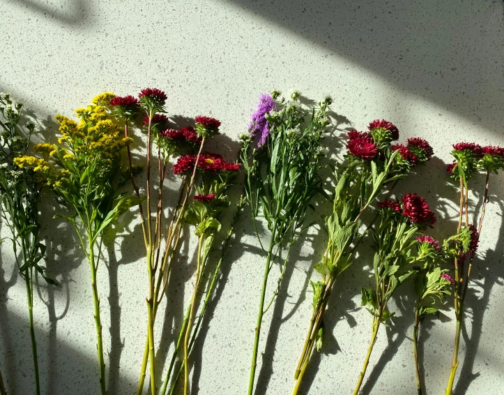 a bunch of flowers sitting on top of a table, plant specimens, shadows, some red and purple and yellow, lined up horizontally