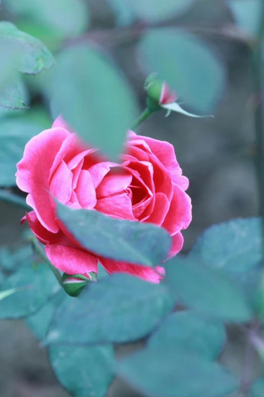 a close up of a pink rose with green leaves, unsplash, slightly blurry, distant photo, no cropping, crimson