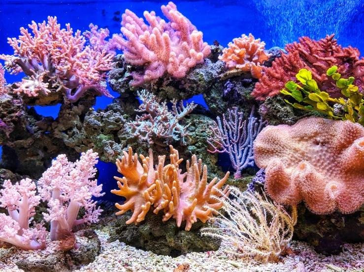 a fish tank filled with lots of different types of corals, vibrant shading, pink, sustainable materials, slide show