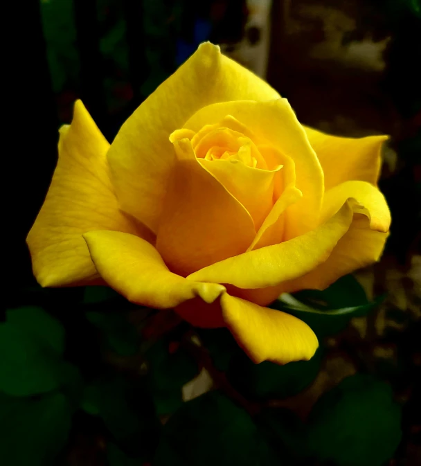 a close up of a yellow rose with green leaves, a photo, pexels, dramatic lighting - n 9, deep colour\'s, various posed, frontal shot
