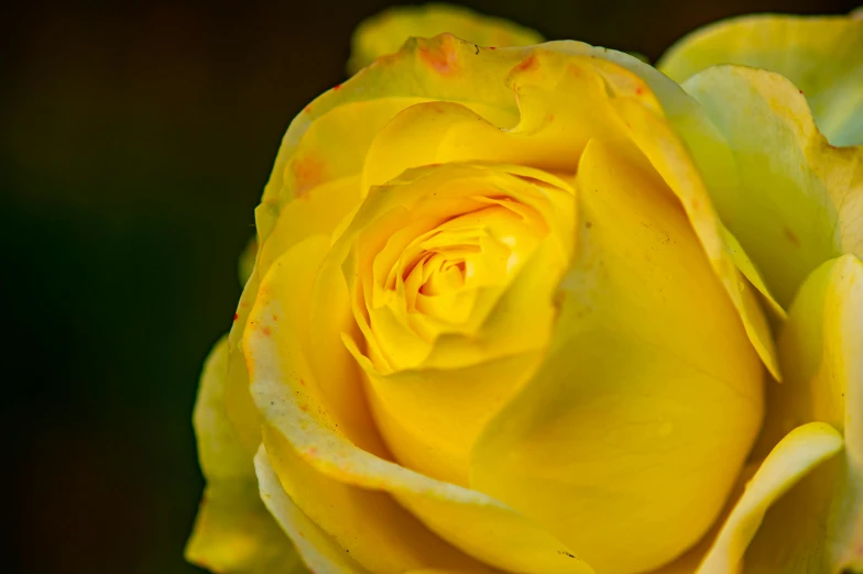 a close up of a yellow rose flower, by David Simpson, pexels contest winner, fan favorite, full body close-up shot, colors: yellow, slide show