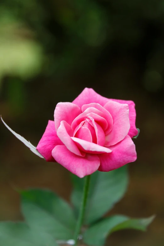 a close up of a pink rose with green leaves, no cropping, sharply shaped, paul barson, various posed