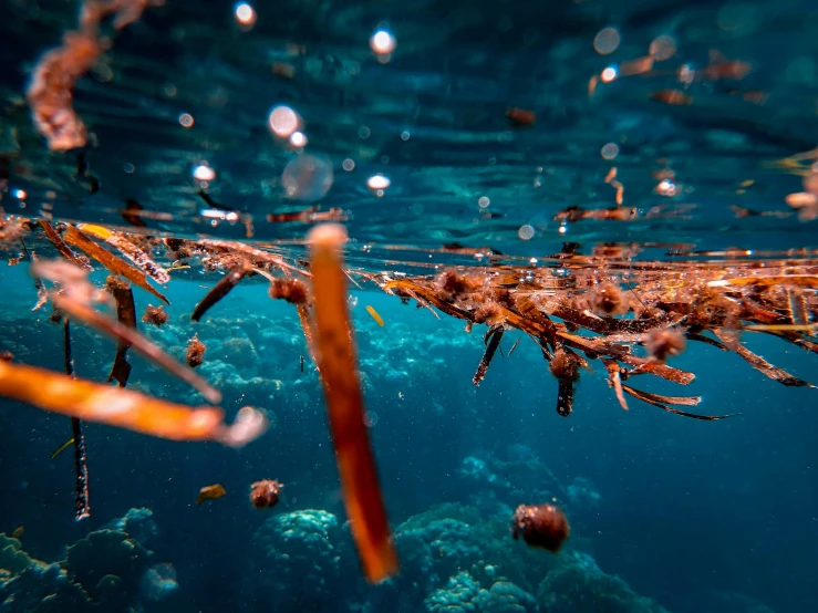 a fish that is swimming in some water, by Daniel Lieske, pexels contest winner, plasticien, tiny sticks, red sea, chaotic sea setting, thumbnail