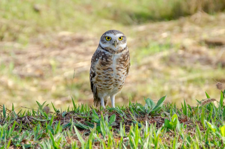 a small owl standing on top of a grass covered field