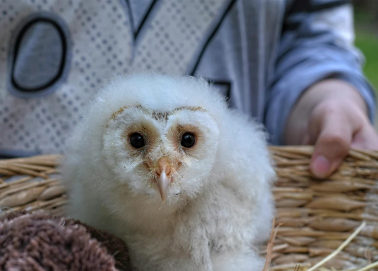 a close up of a small bird in a basket, with a cute fluffy owl, barn owl face, waving at the camera, toddler