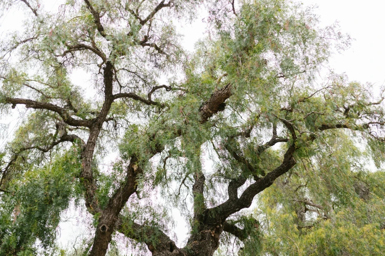 a couple of people sitting on a bench under a tree, inspired by Patrick Dougherty, unsplash, arabesque, central california, panoramic shot, loosely cropped, swarming with insects