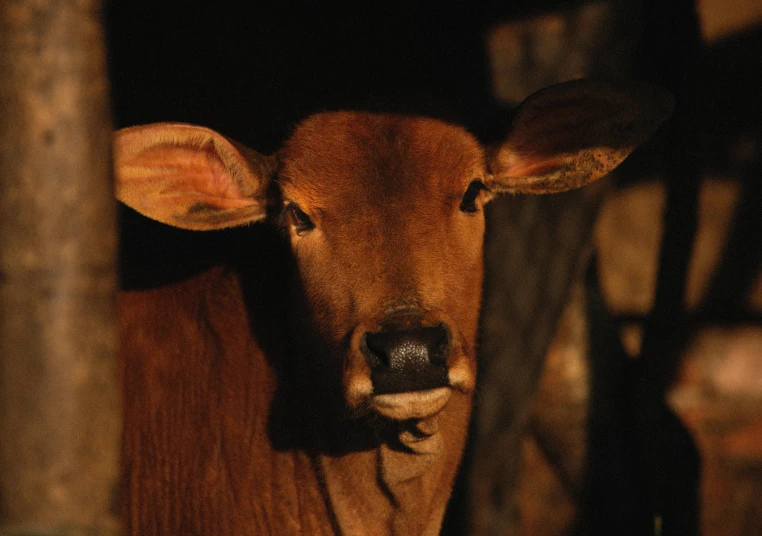 a close up of a cow looking at the camera, shot on hasselblad, brown, hindu, australian