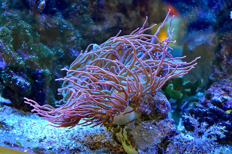 a close up of a sea anemone in an aquarium, a portrait, flickr, 🦩🪐🐞👩🏻🦳, avatar image, coral headdress, twirling glowing sea plants