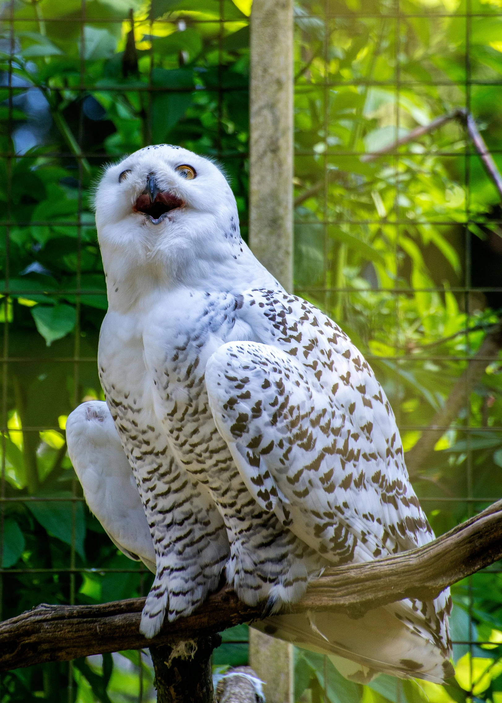 a white owl sitting on top of a tree branch, in the zoo exhibit, waving, speckled, avatar image