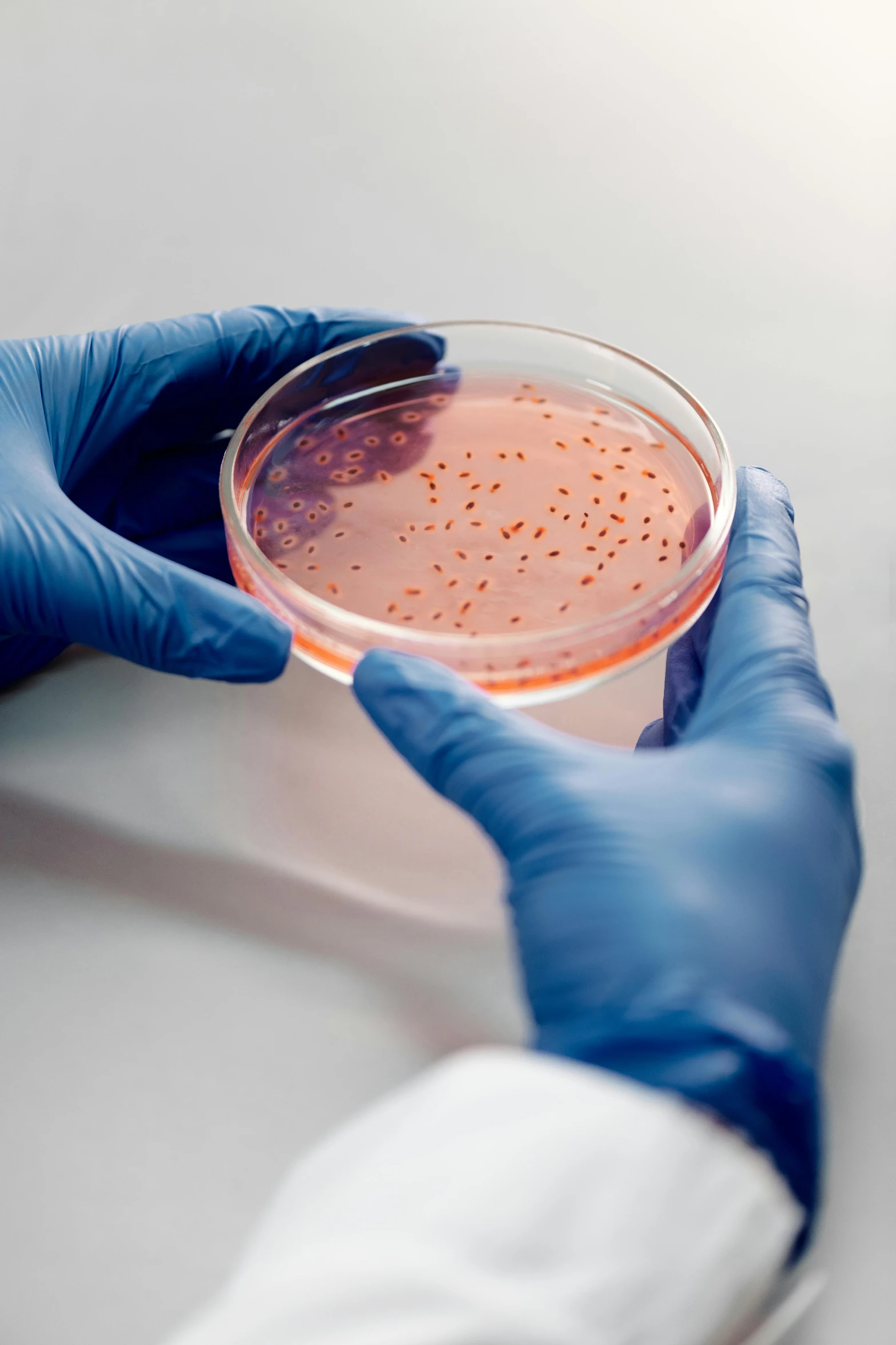 a person in blue gloves holding a petri dish, pink, pbr, multiple stories, yeast