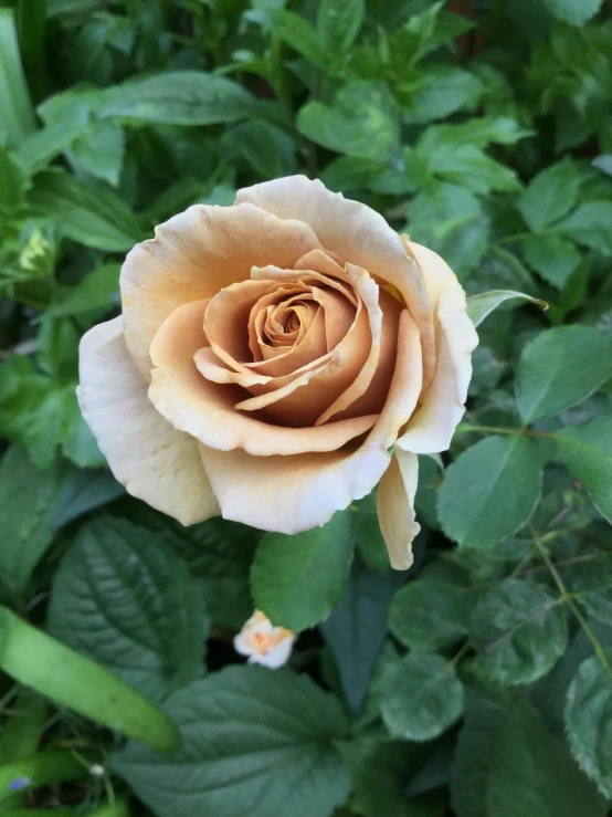 a close up of a flower on a plant, rose gold, sitting in the rose garden, (light orange mist), well preserved