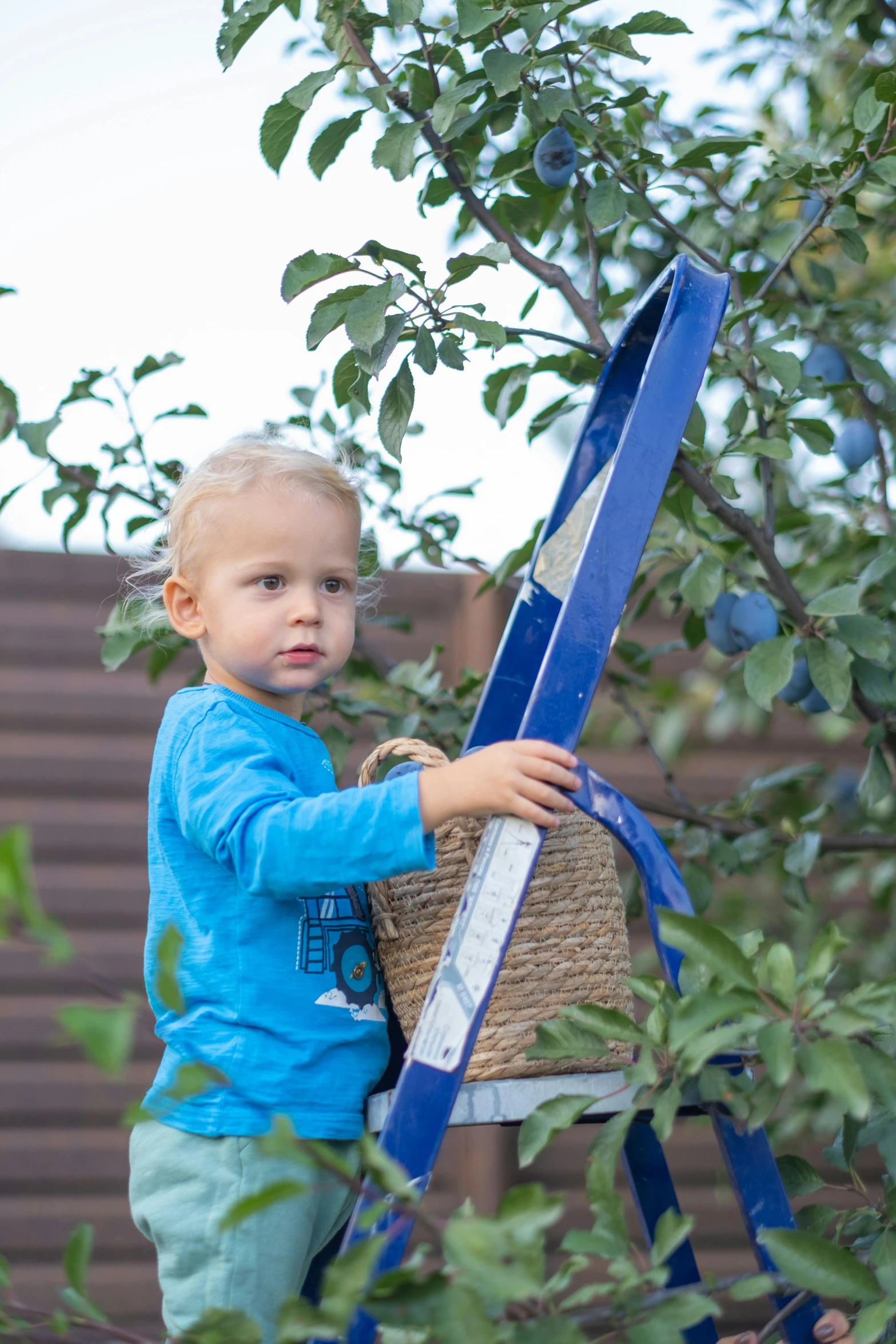 a little boy that is standing on a ladder, inspired by Elsa Beskow, pexels contest winner, picking apples from a tree, blue, manuka, 15081959 21121991 01012000 4k