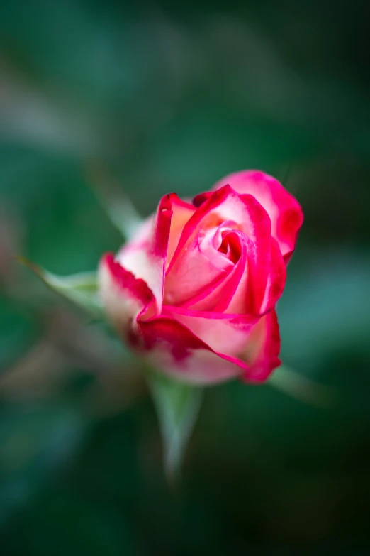a close up of a flower with a blurry background, white and red roses, paul barson, vibrant pink, a high angle shot