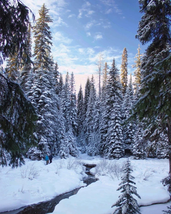 a stream running through a snow covered forest, evergreen valley, profile image, multiple stories, skiing