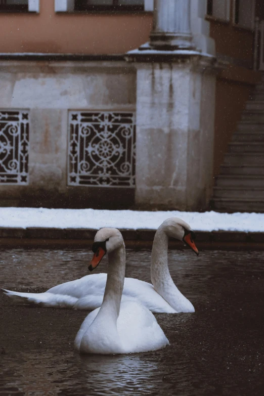 two swans swimming in a pond in front of a building, inspired by Elsa Bleda, pexels contest winner, renaissance, snow on the body, silver，ivory, angelina stroganova, animals