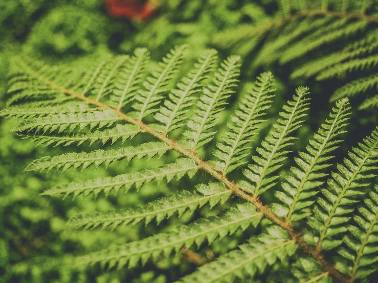 a close up of a plant with green leaves, by Carey Morris, pexels, hurufiyya, fern, retro stylised, forest picnic, 🦩🪐🐞👩🏻🦳