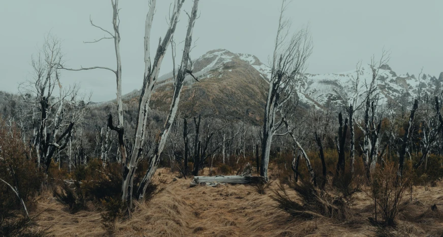 a bench sitting in the middle of a forest, an album cover, unsplash contest winner, land art, mount doom, lachlan bailey, snowy craggy sharp mountains, sparse bare trees