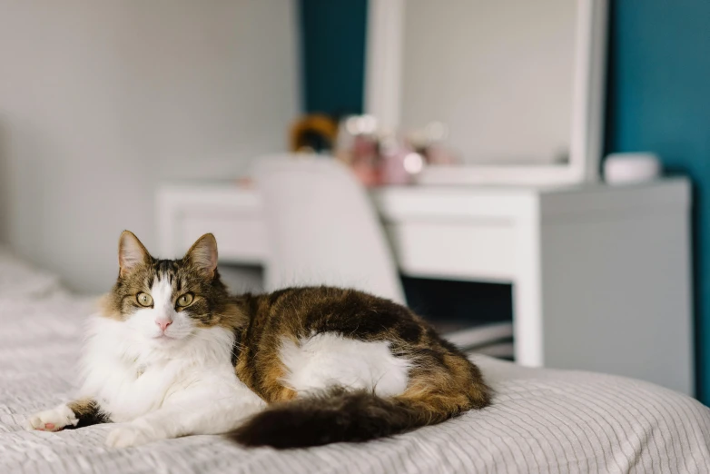 a cat laying on top of a bed next to a dresser, by Julia Pishtar, unsplash, fan favorite, spacious, sitting on a bed, fully body photo