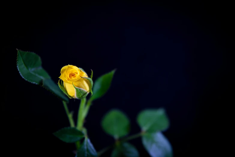 a single yellow rose on a black background, unsplash, studio medium format photograph, iralki nadar, hopeful, early morning