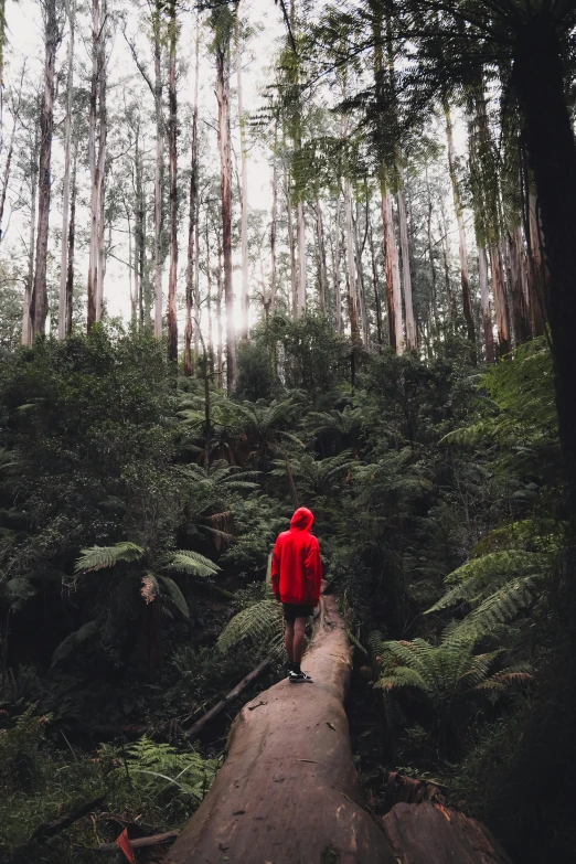 a person in a red jacket standing on a log in a forest, inspired by Seb McKinnon, unsplash contest winner, tree ferns, melbourne, instagram picture, ((forest))