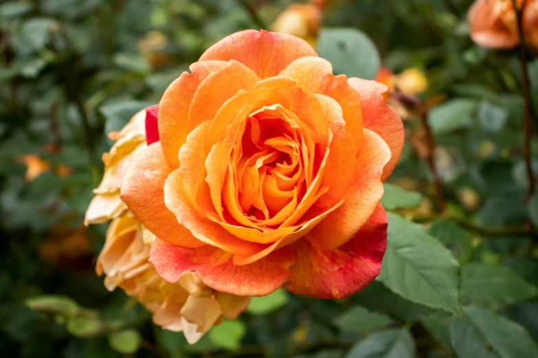 an orange rose is blooming in a garden, inspired by Edwin Deakin, unsplash, 'groovy', frontal shot, multicoloured, rubens